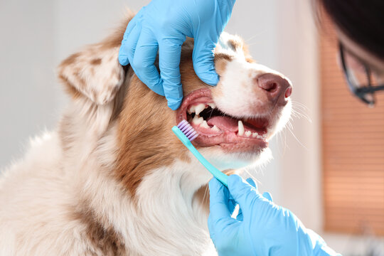 Female veterinarian brushing teeth of Australian Shepherd dog in clinic, closeup. Pet Dental Health Month