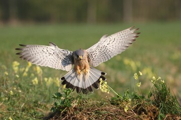 Hunting male Common Kestrel (Falco tinnunculus) in the open country