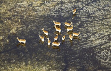 Red Lechwe (Kobus leche leche) herd in a freshwater marsh, aerial view, Okavango Delta, Botswana,...