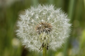 Blowball, dandelion (Taraxacum officinale), North Rhine-Westphalia, Germany, Europe