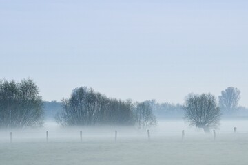 Trees in the fog in autumn, Lower Rhine, North Rhine-Westphalia, Germany, Europe