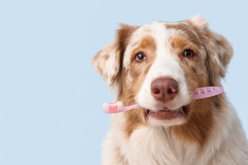 Cute Australian Shepherd dog with toothbrush on blue background, closeup. Pet Dental Health Month