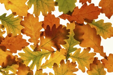 English oak (Quercus robur) leaves, autumn colours, lit from behind, white background