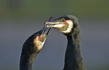 Courting cormorants (Phalacrocorax carbo), portrait, Baden-Württemberg, Germany, Europe