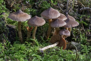Telamonia (Telamonia), mushroom group in the moss, Baden-Württemberg, Germany, Europe