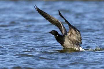 Brant Goose (Branta bernicla) starts from the water, Texel, North Holland, Netherlands