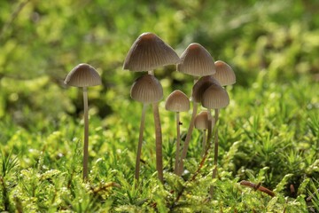 Bonnets (Mycena) in moss, Baden-Württemberg, Germany, Europe