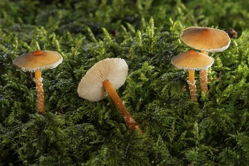 Saffron parasols (Cystoderma amianthinum) in moss, Baden-Württemberg, Germany, Europe