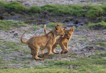 Lion (Panthera leo), two cubs play, early morning, Chobe National Park, Botswana, Africa
