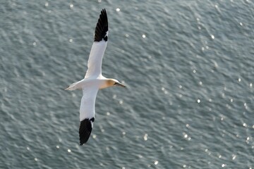 Northern Gannet (Sula bassana) in flight, Schleswig-Holstein, Heligoland, Germany, Europe