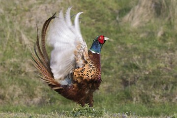 Pheasant (Phasianus colchicus) flapping its wings at the flutter jump, courtship, Texel, province of North Holland, The Netherlands, Europe