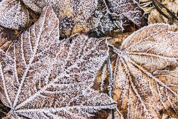 Leaves covered with hoarfrost