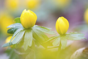 Winter Aconite (Eranthis hyemalis)