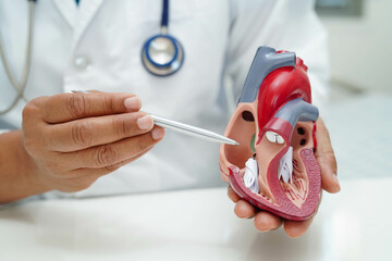 Cardiovascular disease CVD, doctor with heart human model anatomy for treatment patient in hospital.