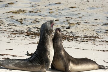 Southern Elephant Seal (Mirounga leonina), juveniles at play, Carcass Island, Falkland Islands, South America © Michael Fischer/imageBROKER