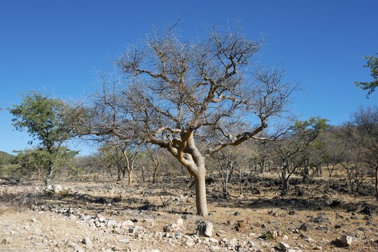 Guggal (Commiphora wightii) in barren landscape, Kaokoveld, Namibia, Africa