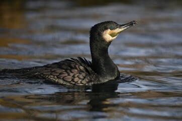 Great Cormorant (Phalacrocorax carbo), Baden-Württemberg, Germany, Europe