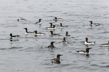 Fototapeta premium Common Guillemots (Uria aalge), Farne Islands, Northumberland, England, United Kingdom, Europe