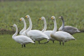 Whooper swans (Cygnus cygnus), group of animals in a meadow, Emsland, Lower Saxony, Germany, Europe