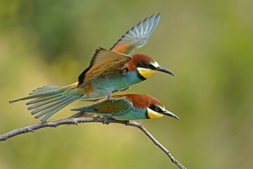 Two bee-eaters (Merops apiaster), animal pair, copulate on branch, Rhineland-Palatinate, Germany, Europe