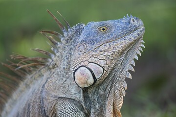 Obraz premium Green Iguana (Iguana iguana), portrait, Limón Province, Costa Rica, Central America