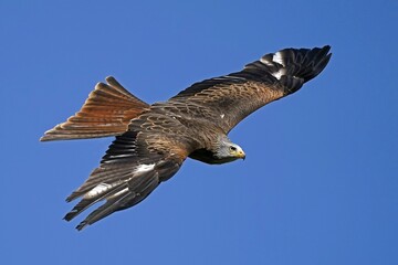 Red kite (Milvus milvus) flying, Germany, Europe