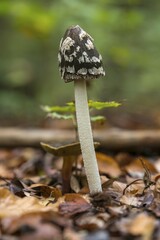 Magpie Fungus (Coprinus picaeus) in autumn forest, inedible, Hesse, Germany, Europe