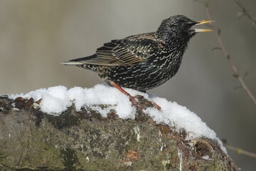 Starling (Sturnus vulgaris) perched at a feeding station in the snow, Bavaria, Germany, Europe