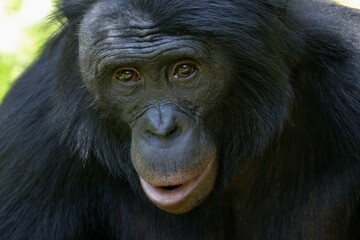 Bonobo (Pan paniscus), portrait, Lola ya Bonobo Sanctuary, Kimwenza, Mont Ngafula, Kinshasa, Democratic Republic of the Congo