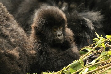 Baby Mountain Gorilla (Gorilla beringei beringei) from the Hirwa group at the foot of the Gahinga Volcano, Parc National des Volcans, Volcanoes National Park, Rwanda, Africa