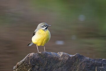Grey Wagtail (Motacilla cinerea) standing on a stone, Hesse, Germany, Europe