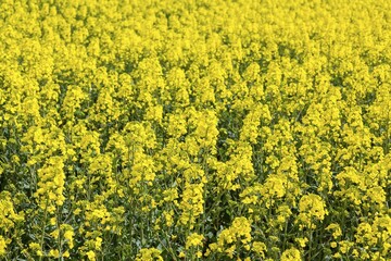 Obraz premium Rape (Brassica napus), blossoming, Saxony, Germany, Europe