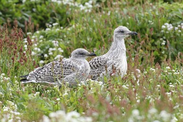 Great black-backed gull (Larus marinus), young bird not yet fledged, Bird Island Hornøya, Varanger, Norway, Europe