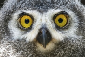 Snowy owl (Nyctea scandiaca) Young bird, chick, portrait, captive