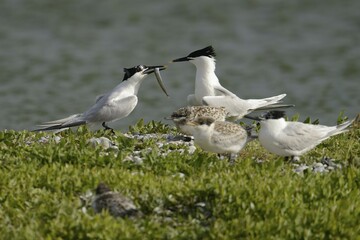 Sandwich Tern (Sterna sandvicensis), handing over fish to partner, Texel, The Netherlands, Europe