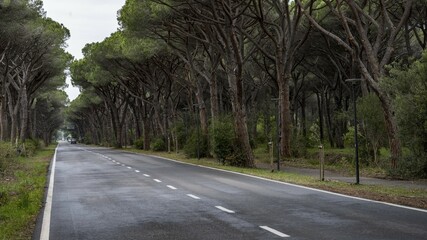 Pine avenue, Parco Regionale della Maremma, near Grossetto, Tuscany, Italy, Europe