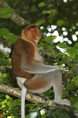 Naklejka premium Proboscis Monkey (Nasalis larvatus), male sitting on a tree, rainforest, Bako National Park, Sarawak, Borneo, Malaysia, Asia