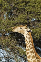 Southern Giraffe (Giraffa giraffa), female, feeding on the leaves of a camelthorn tree (Acacia erioloba), Kalahari Desert, Kgalagadi Transfrontier Park, South Africa, Africa