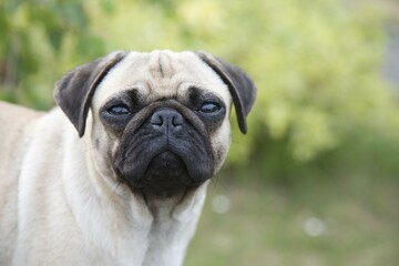Portrait of a young female pug