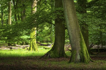 Old beech forest, beech forest with dead wood, Jasmund National Park, Island of Rügen, Mecklenburg...
