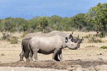 Naklejka premium Black rhinos (Diceros bicornis) after a mud bath, Ol Pejeta Reserve, Kenya, Africa