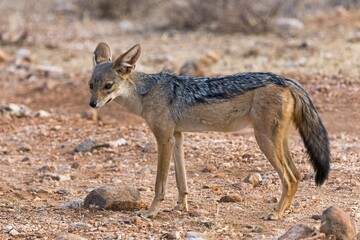 Black-backed jackal (Canis mesomelas), Samburu National Reserve, Kenya, Africa