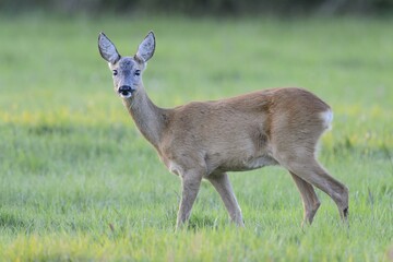 Roe Deer (Capreolus capreolus) standing on a meadow, North Rhine-Westphalia, Germany, Europe