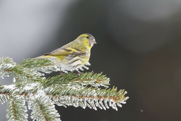 Eurasian siskin (Carduelis spinus) male sitting on twig in winter, Stubai Valley, Tyrol, Austria, Europe