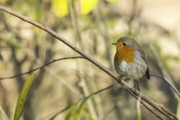 European robin (Erithacus rubecula) on branch, Hesse, Germany, Europe
