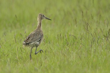 Black-tailed Godwit (Limosa limosa), nestling on the meadow, Buren, Ameland, The Netherlands, Europe