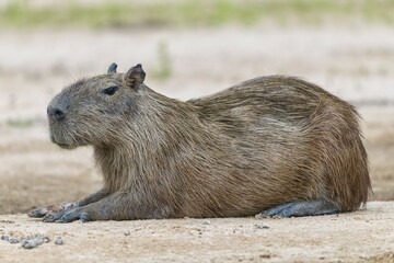 Capybara (Hydrochoerus hydrochaeris) rests relaxed on a sandbank, Pantanal, Mato Grosso, Brazil, South America
