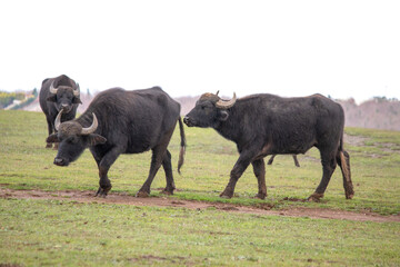 Sexual instinct in animals. Cattle animals sniffing each other. Buffaloes before mating. Farm life...