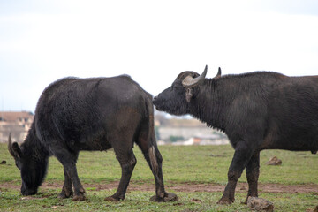 Cattle animals sniffing each other. Buffaloes before mating. Farm life idea concept. Sexual...