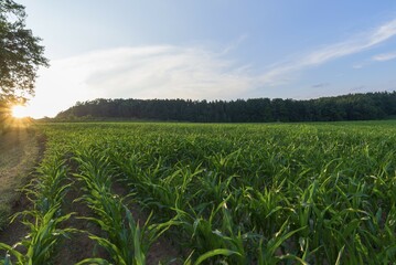 Young Cornfield (Zea mays) in the evening light, Bavaria, Germany, Europe